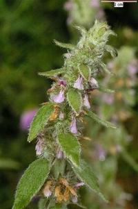 Stachys germanica subsp. germanica