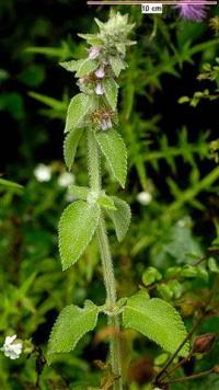 Stachys germanica subsp. germanica