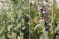 Stachys germanica subsp. germanica