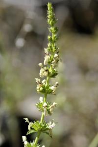 Stachys recta subsp. recta