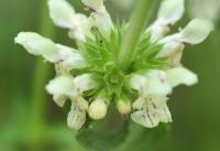 Stachys recta subsp. recta