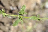 Stachys recta subsp. recta