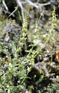 Stachys recta subsp. recta