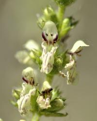 Stachys recta subsp. recta