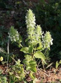 Stachys ocymastrum