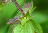 Stachys arvensis