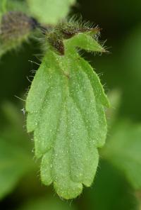 Stachys arvensis