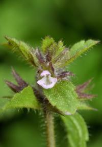 Stachys arvensis