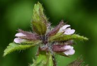 Stachys arvensis