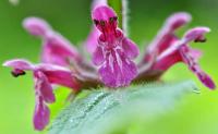 Stachys sylvatica