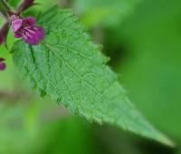 Stachys sylvatica