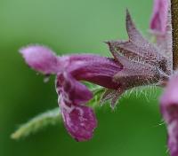 Stachys sylvatica