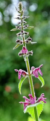 Stachys sylvatica