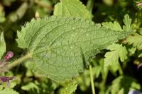 Stachys sylvatica