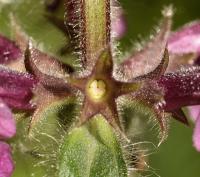 Stachys sylvatica