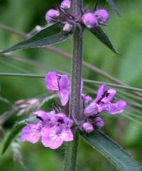 Stachys palustris