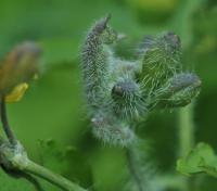 Chelidonium majus