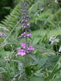 Stachys palustris