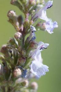 Nepeta cataria