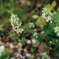 Nepeta cataria