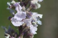 Nepeta cataria