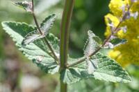 Nepeta cataria