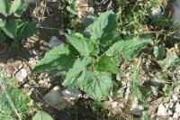 Nepeta cataria