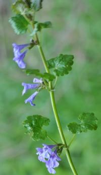 Glechoma hederaceae