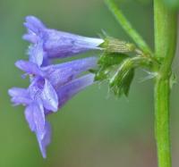 Glechoma hederaceae