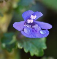 Glechoma hederaceae