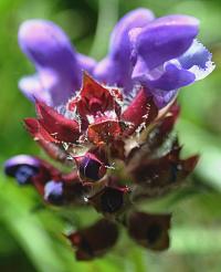 Prunella hastifolia