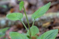 Prunella hastifolia