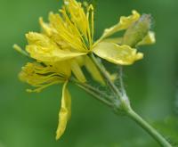 Chelidonium majus