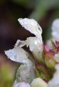 Prunella laciniata