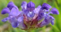 Prunella vulgaris