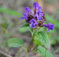 Prunella vulgaris