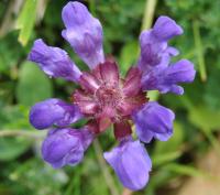 Prunella vulgaris