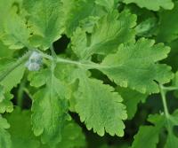 Chelidonium majus