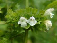 Melissa oficinalis subsp. officinalis