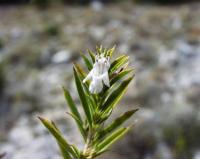 Satureja montana subsp. montana