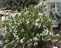 Satureja montana subsp. montana