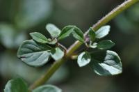 Satureja alpina subsp pyrenaea 