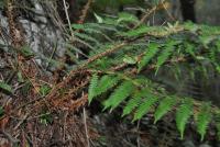 Polystichum setiferum