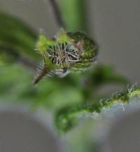Satureja menthifolia 