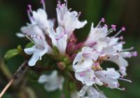 Origanum vulgare subsp. virens