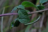 Origanum vulgare subsp. virens