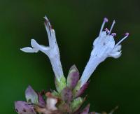 Origanum vulgare subsp. virens