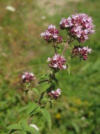 Origanum vulgare subsp vulgare