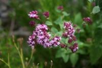 Origanum vulgare subsp vulgare