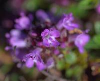 Thymus pulegioides